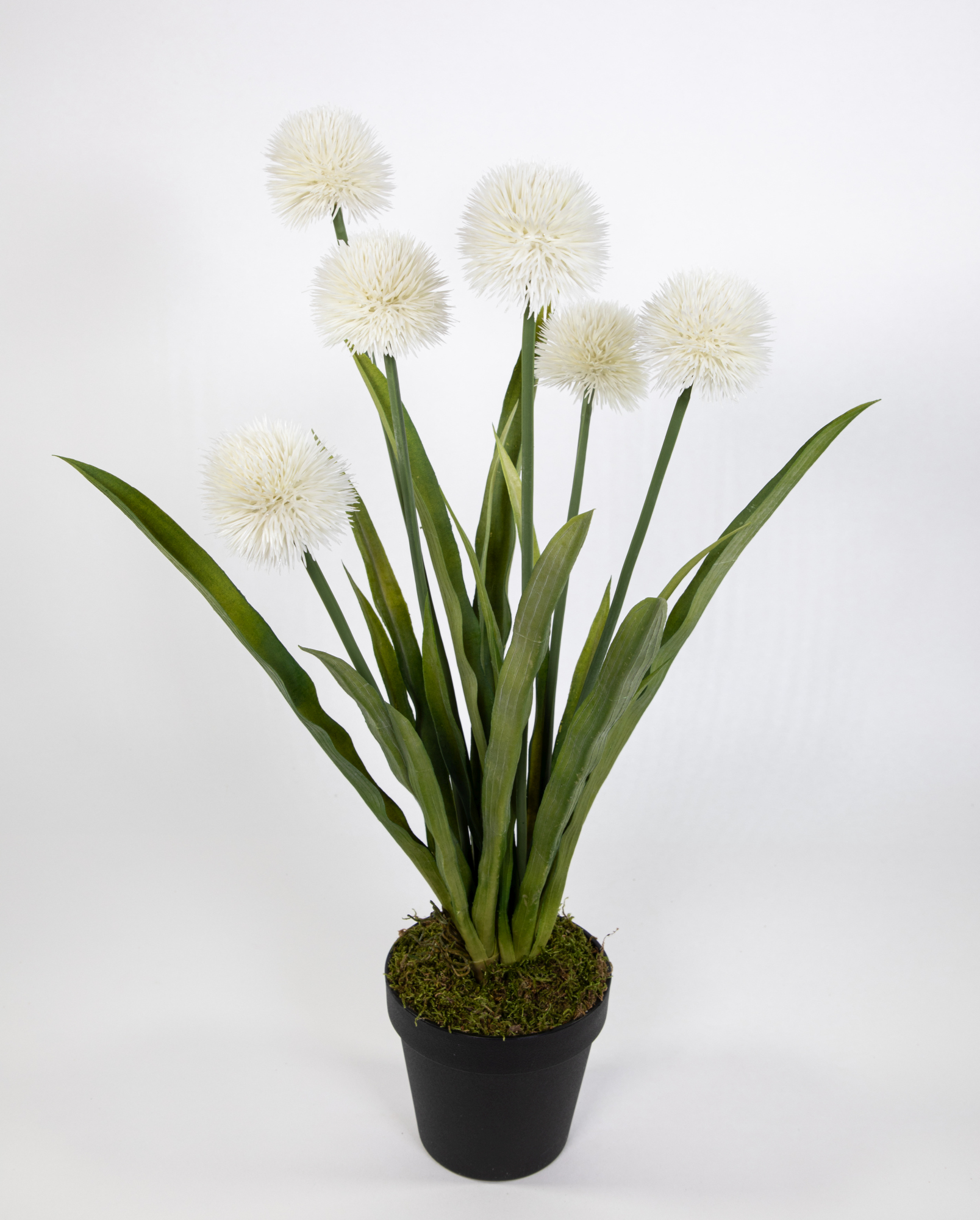 Alliumpflanze 60cm weiß im Topf GA Kunstpflanzen Kunstblumen künstliche Pflanzen Blumen Allium