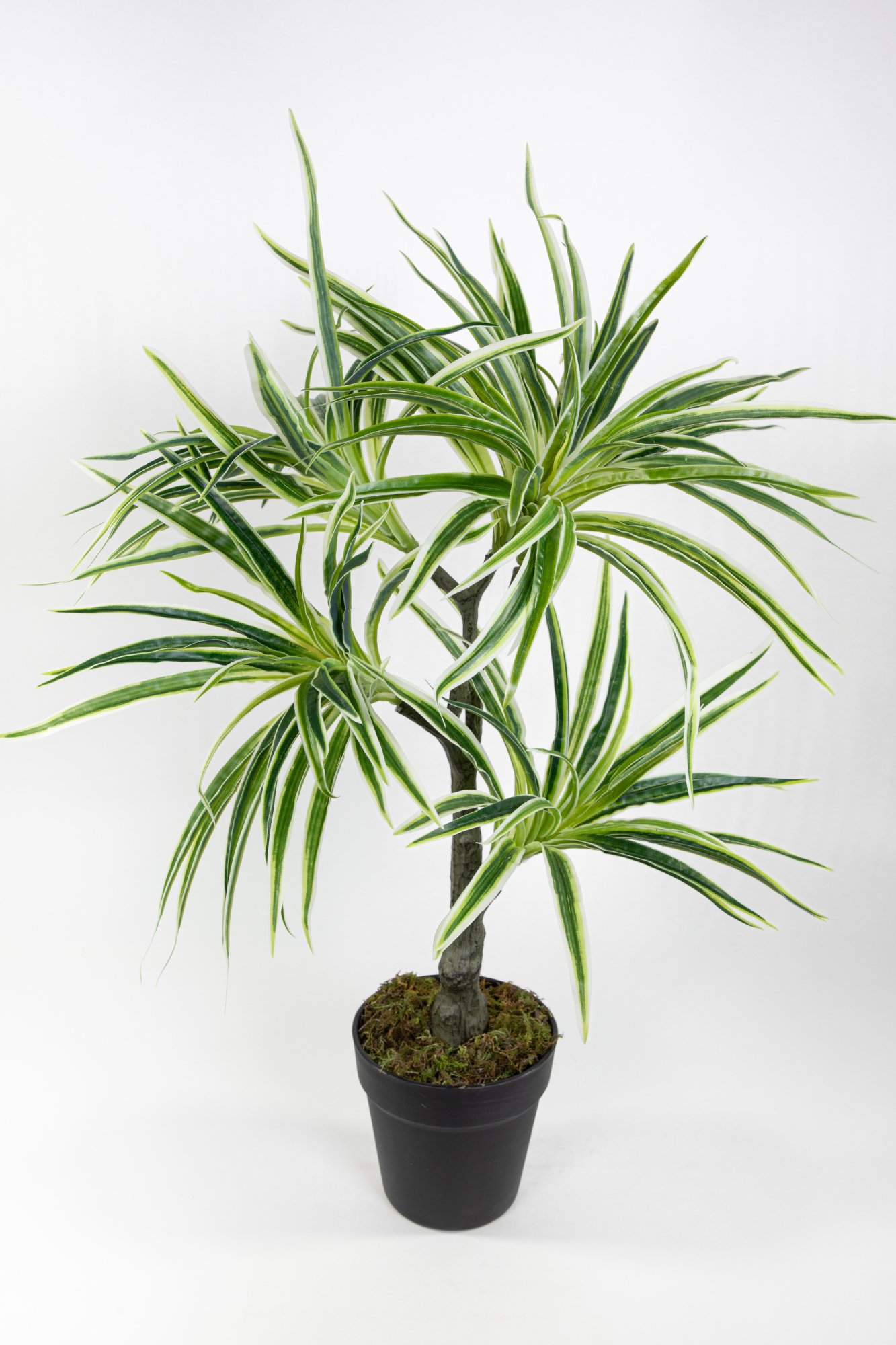 Dracena / Drachenbaum Real Touch 70cm grün-weiß ZJ künstliche Palme Palmen Kunstpalmen Kunstpflanzen