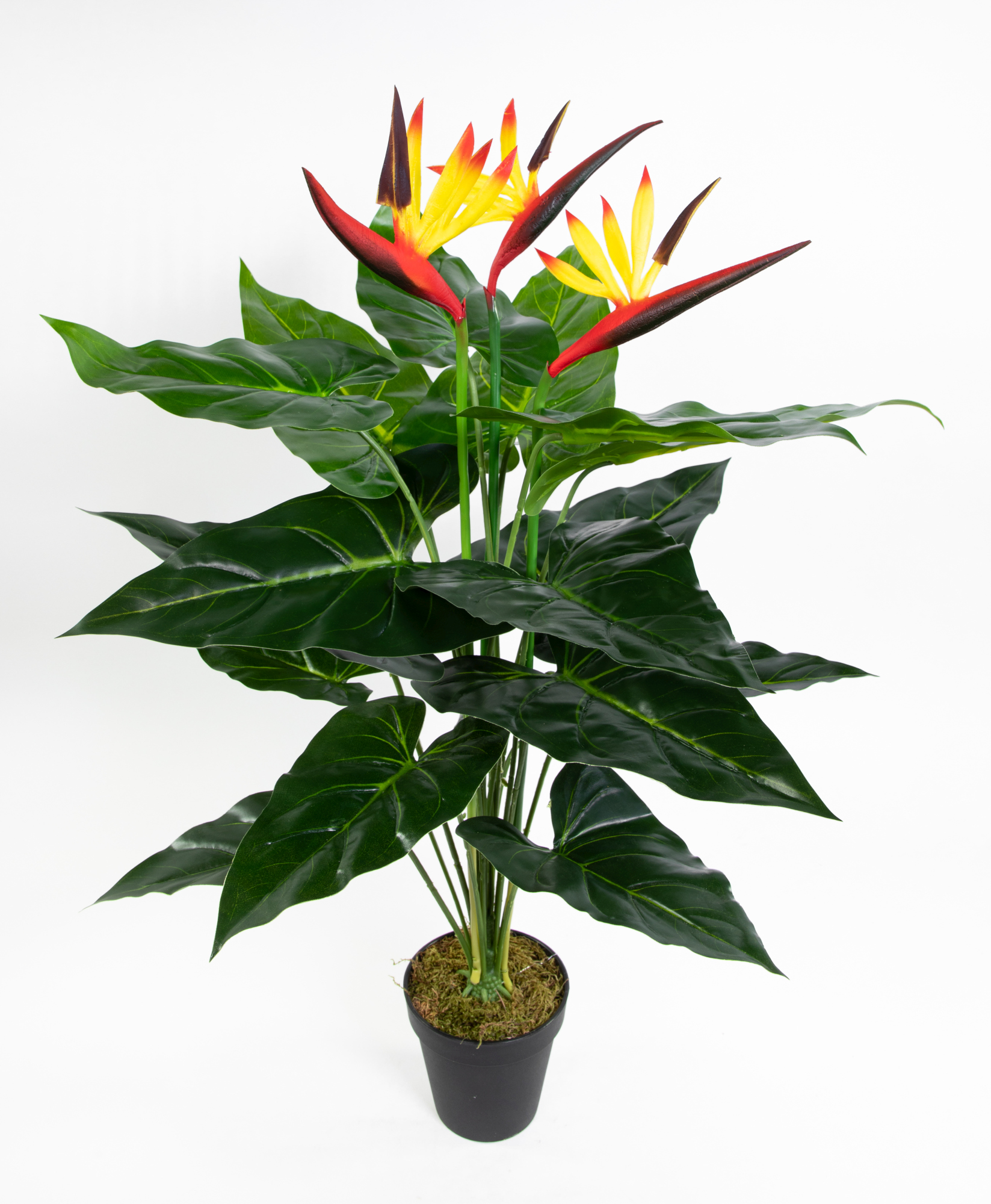 Strelitzie Real Touch 70cm im Topf ZJ künstliche Strelitzienpflanze  Kunstblumen Paradiesvogelblume