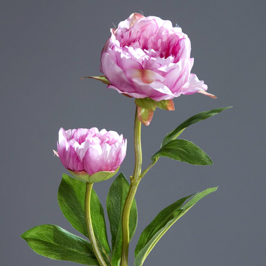 Pfingstrose mit 2 Blüten 60cm rosa-pink DP Kunstblumen Seidenblumen künstliche Blumen Päonie