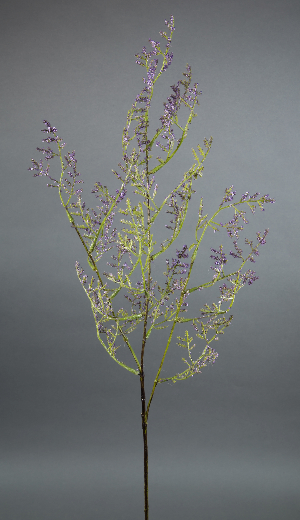 Limonium Statice Strandflieder 90cm lila CG Kunstblumen künstliche Blumen