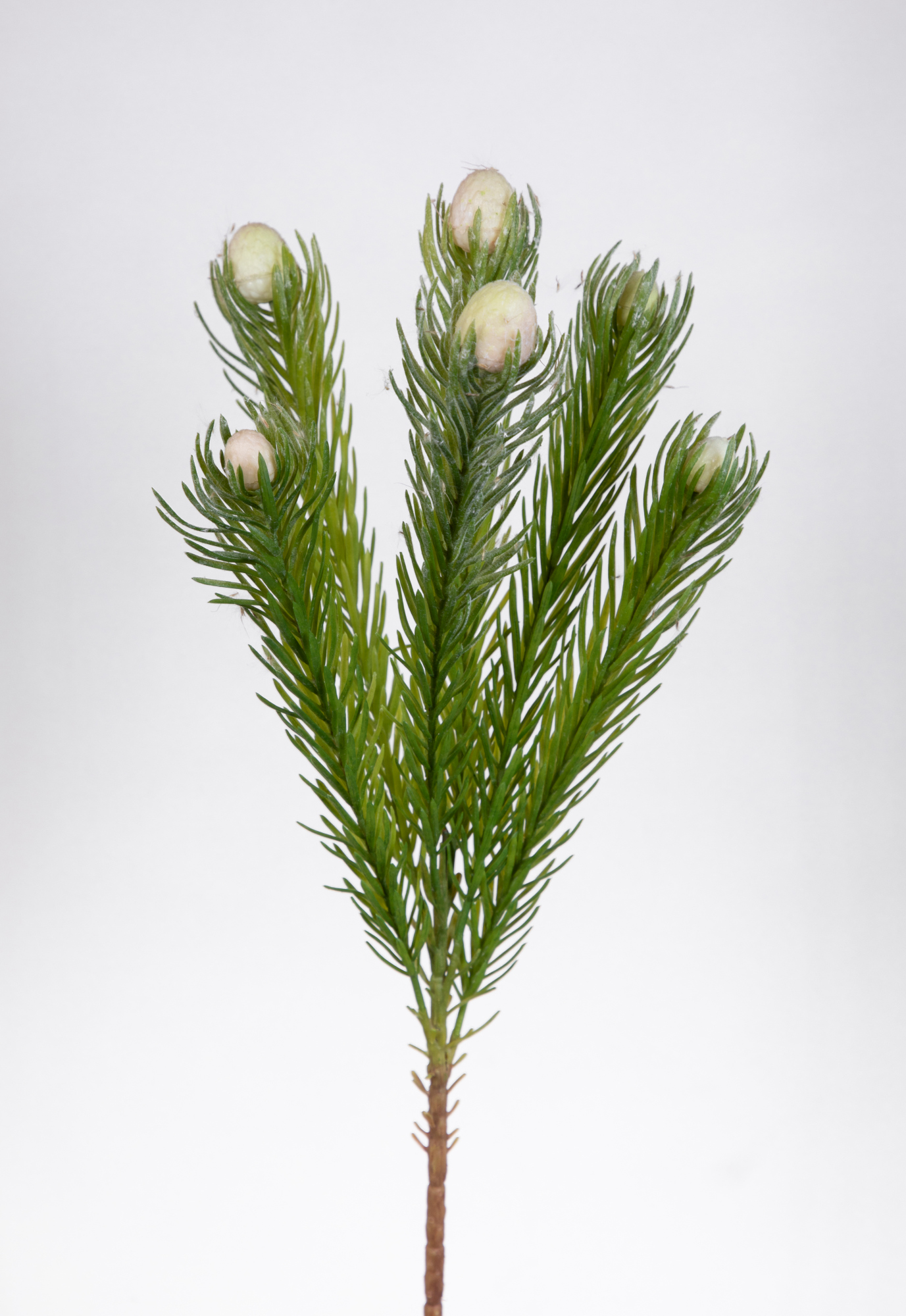 Protea mit 6 Stielen 50cm weiß GA Kunstblumen künstliche Zuckerbüsche Zweige Blumen