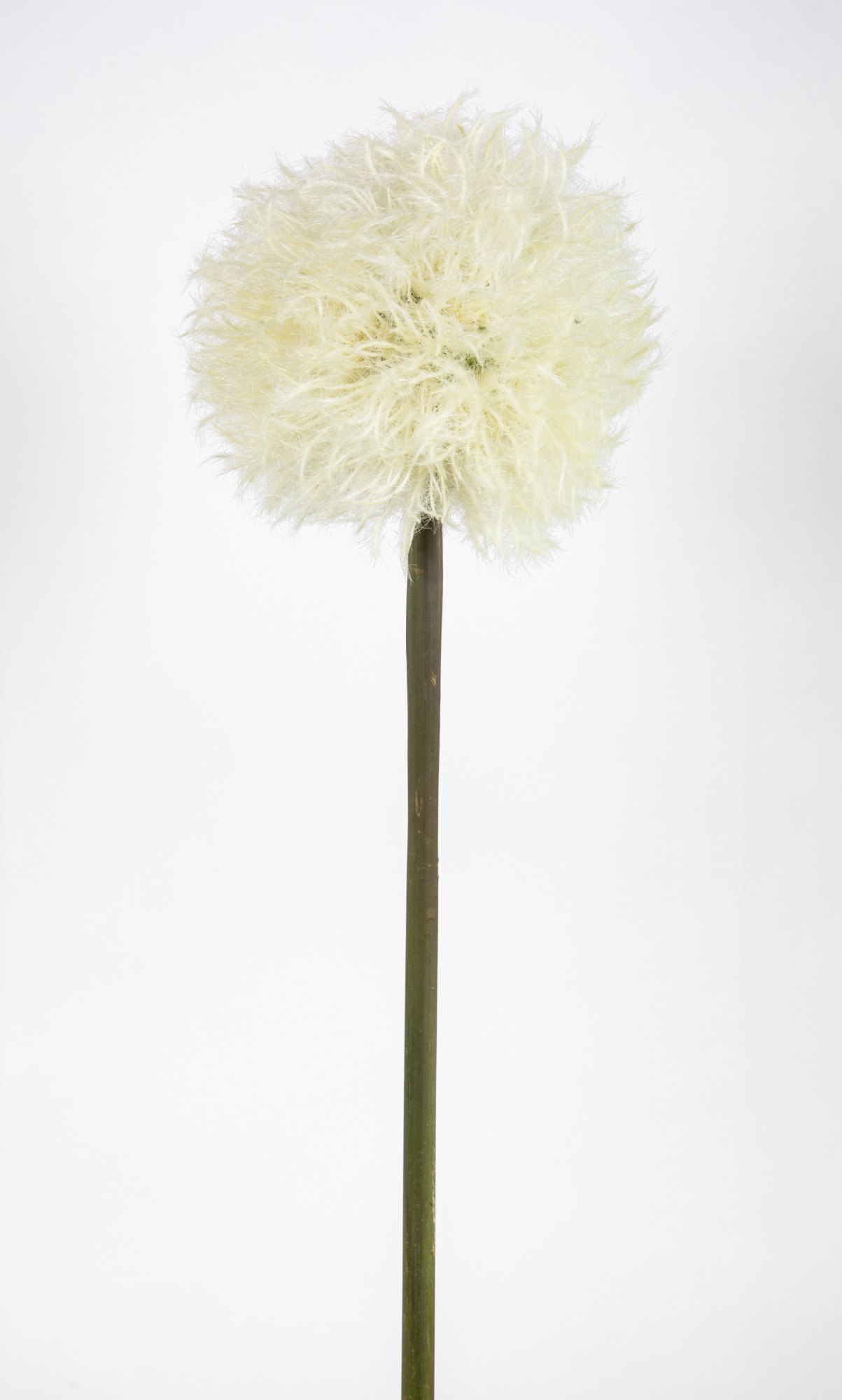 Pusteblume 88cm weiß CG Kunstblumen künstliche Dandelion Taraxacum Blumen