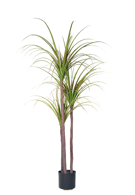 Dracena / Drachenbaum 150cm ZF künstliche Palme Palmen Kunstpalmen Kunstpflanzen Dekopalmen