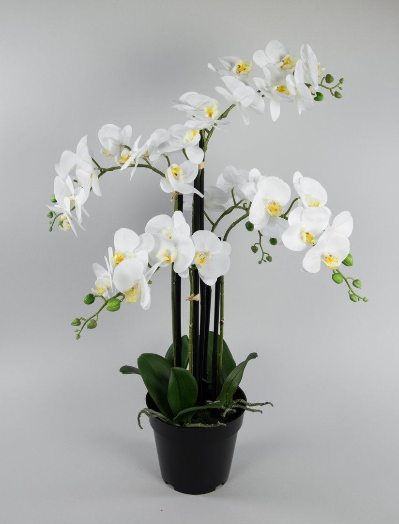 Orchidee 80x50cm Real Touch weiß CG künstliche Orchideen Blumen Kunstpflanzen Kunstblumen