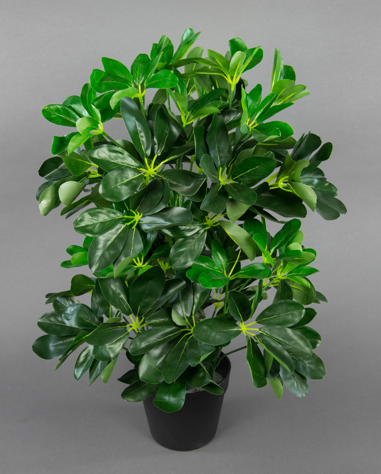 Schefflera 60cm grün im Topf ZJ Kunstpflanzen künstliche Pflanzen Schefflerapflanze