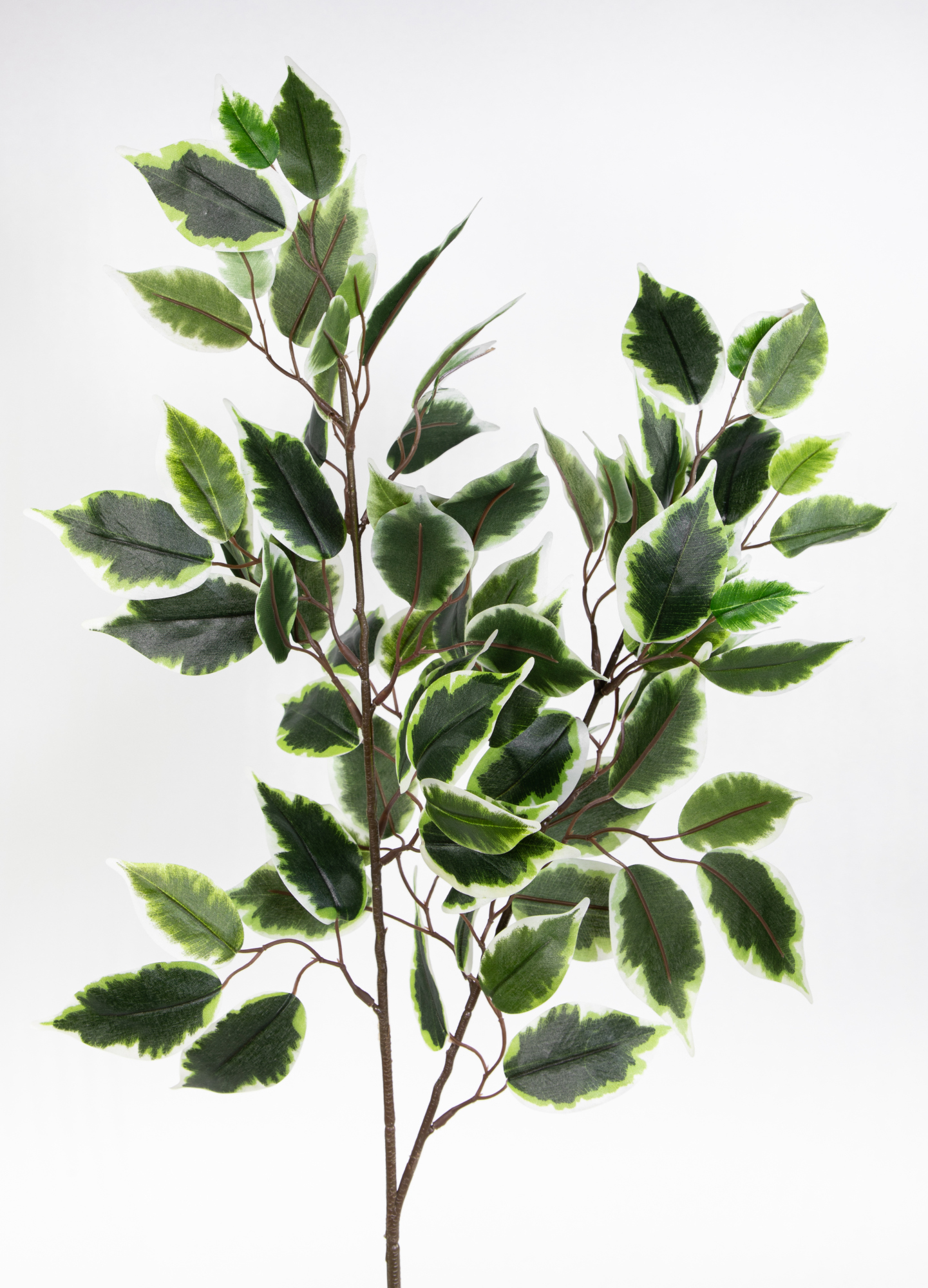 Ficuszweig 60cm grün-weiß mit 78 Blättern LA künstlicher Zweig Fikus Birkenfeige
