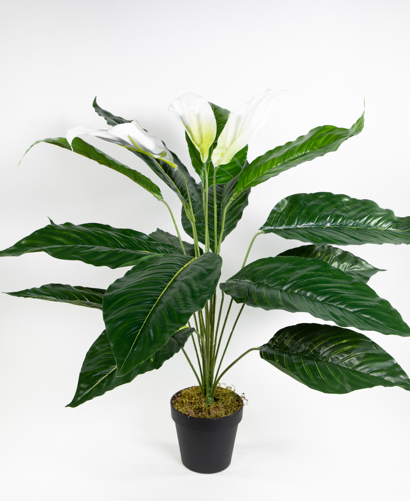 Spathiphyllum Real Touch 70cm mit 3 Blüten im Topf ZJ Kunstpflanzen künstliche Pflanzen